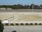 大阪乗馬協会のイメージ写真3