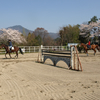 京都乗馬クラブの画像